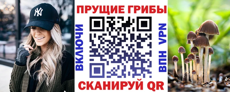Купить  Высоцк  Псилоцибиновые грибы Cubensis 